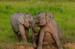 Туристы увидят на Пхукете счастливых и свободных слонов