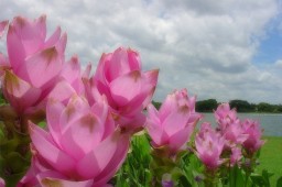 Сиамские тюльпаны цветут в июне. Фото-заметка