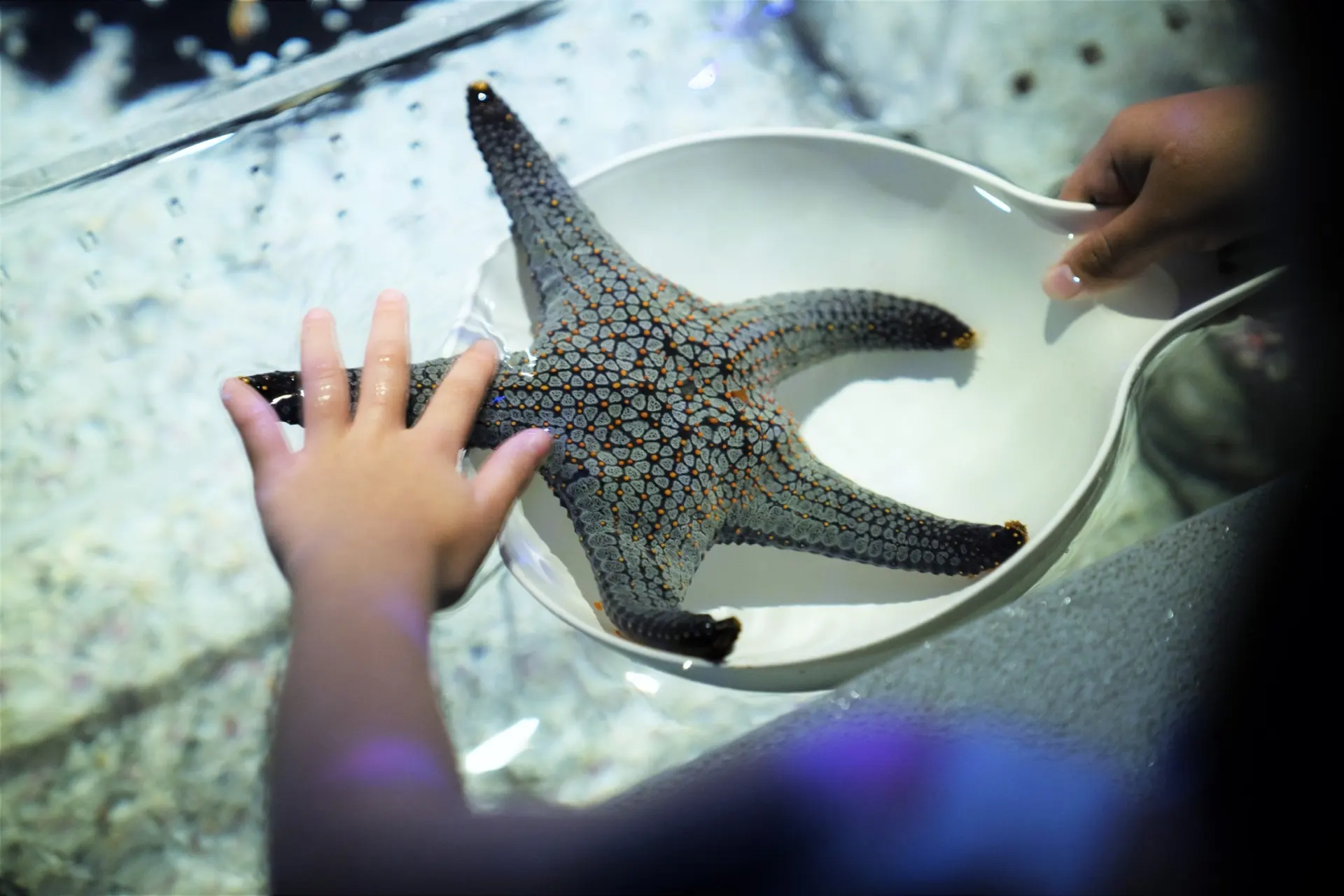 Aquaria Phuket — 3