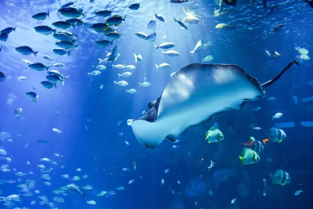 Aquaria Phuket — 5