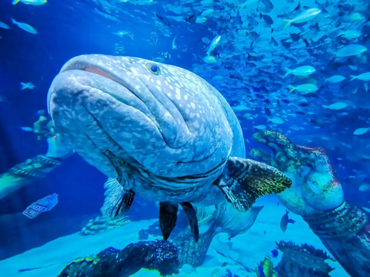 Aquaria Phuket — 6