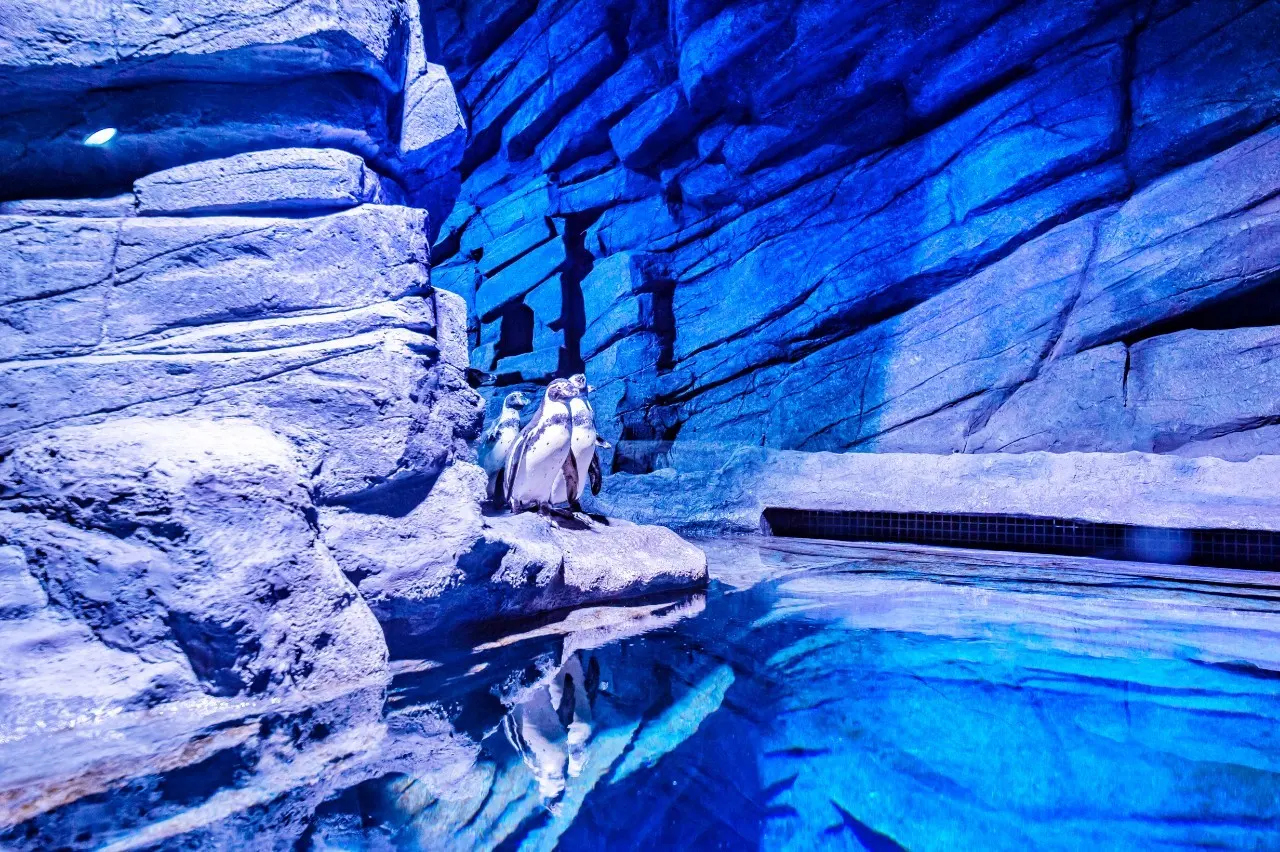 Aquaria Phuket — 8