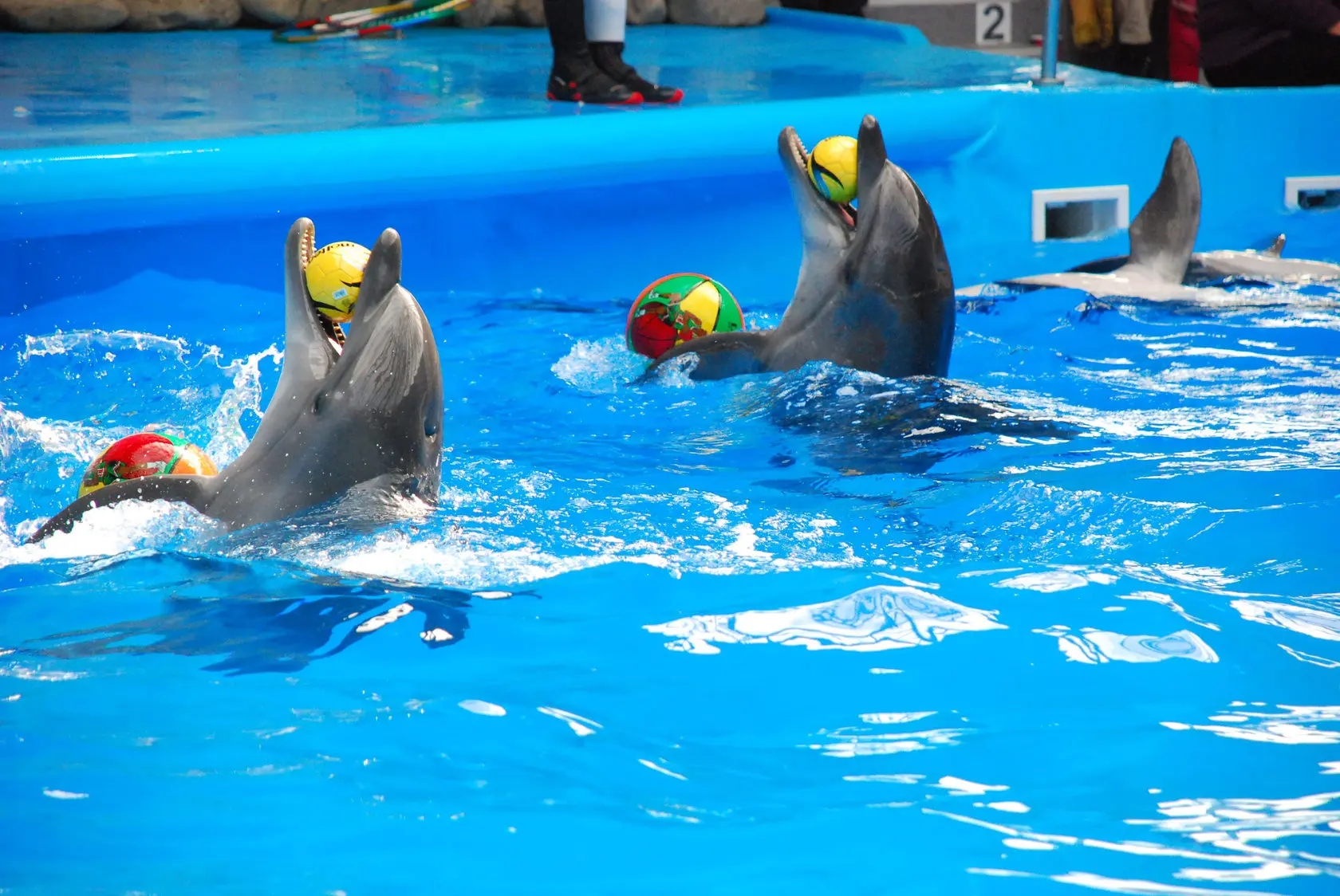 Dolphins Bay Phuket — 1