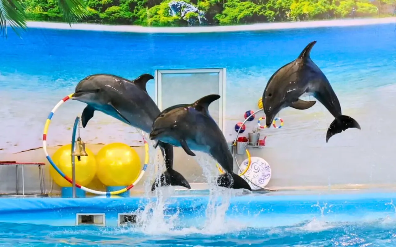 Dolphins Bay Phuket — 8