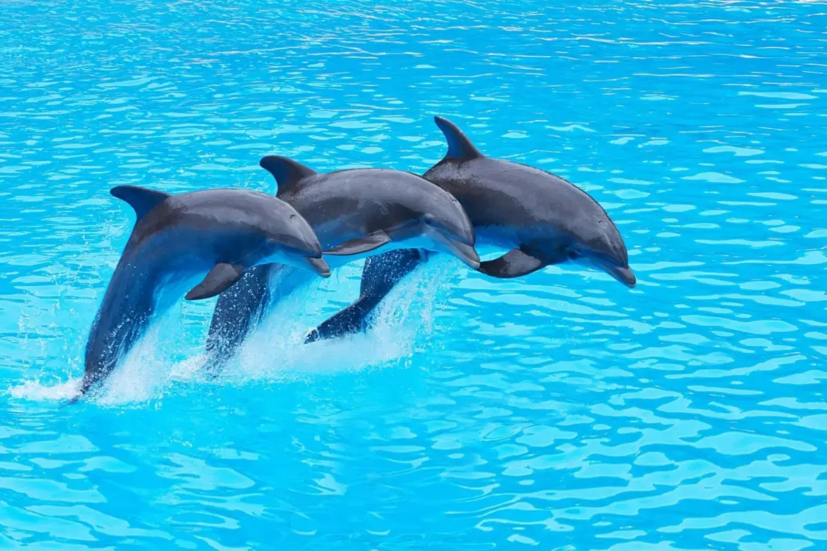 Dolphins Bay Phuket — 10