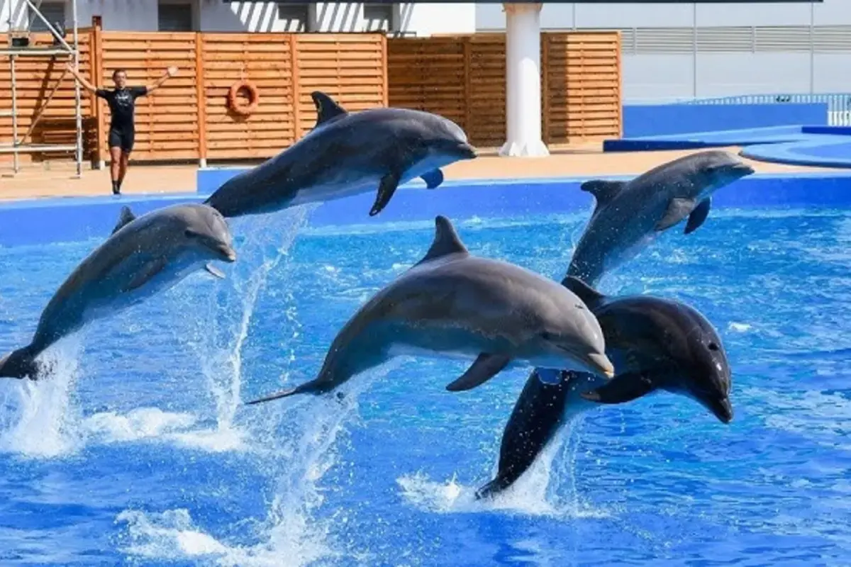 Dolphins Bay Phuket — 11