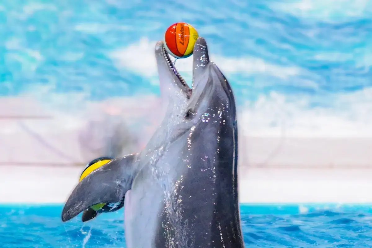 Dolphins Bay Phuket — 12